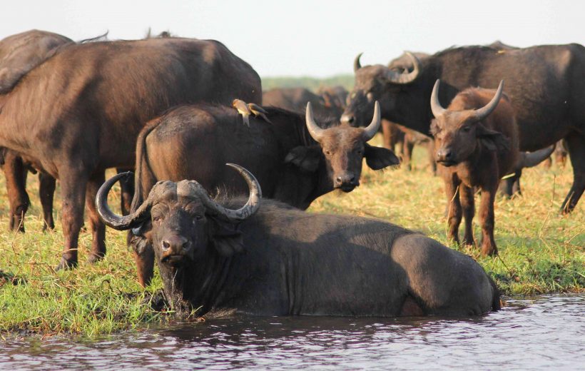 Masai Mara Game Reserve 2 Days, 1 Night Safari